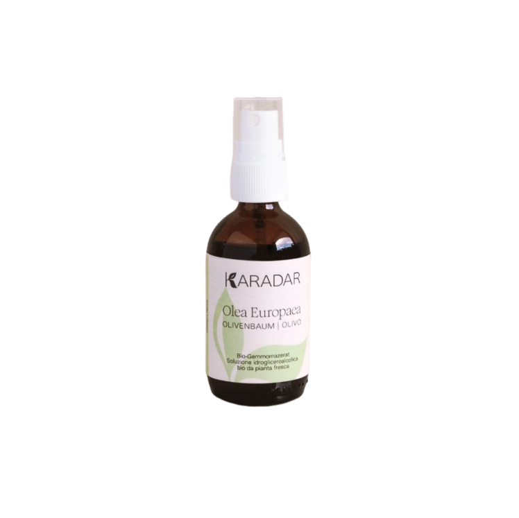 Gemmomazerat Olivenbaum - Olea europea bio