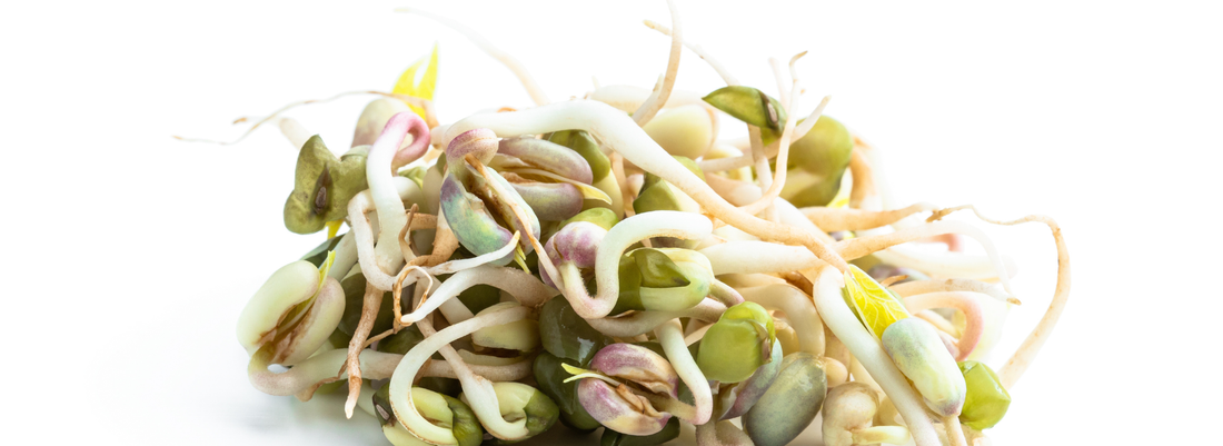 Eine neue Dimension pflanzlicher Performance Nutrition - Sprouted Protein Mix